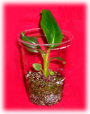 The collection's logo